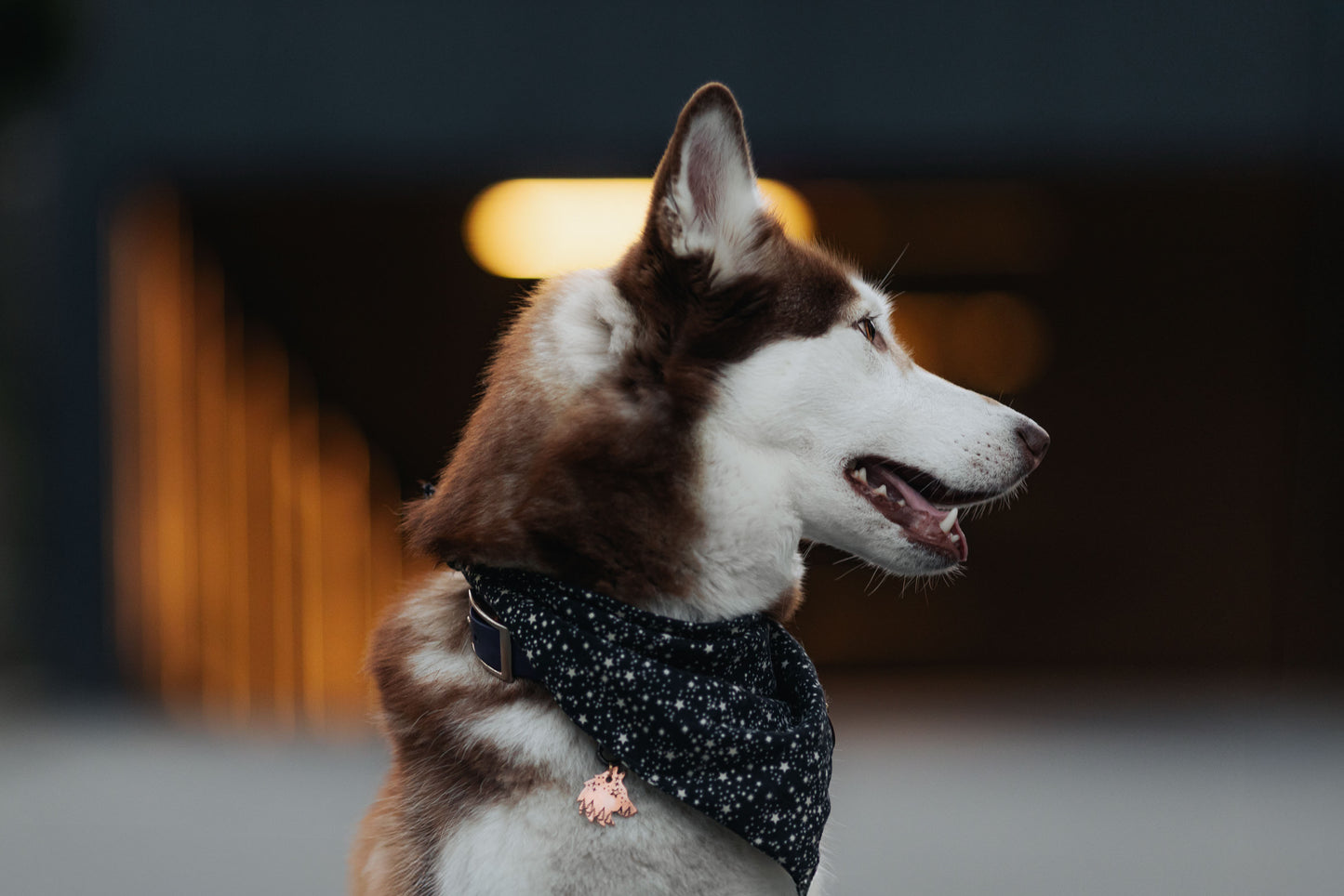 Adresówka dla psa FOREST SPIRIT