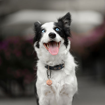 Border collie noszący miadzianą adresówkę NEVADA rose gold