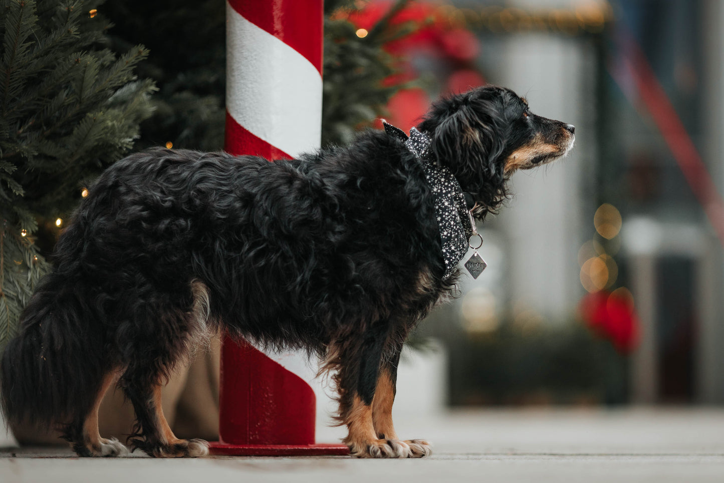 Adresówka dla psa SHADOW HUNT