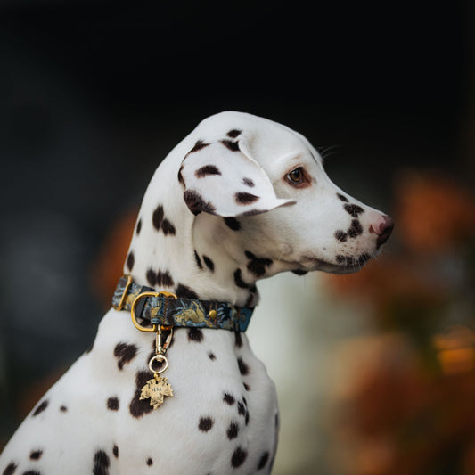 Adresówka dla psa Autumn Breeze