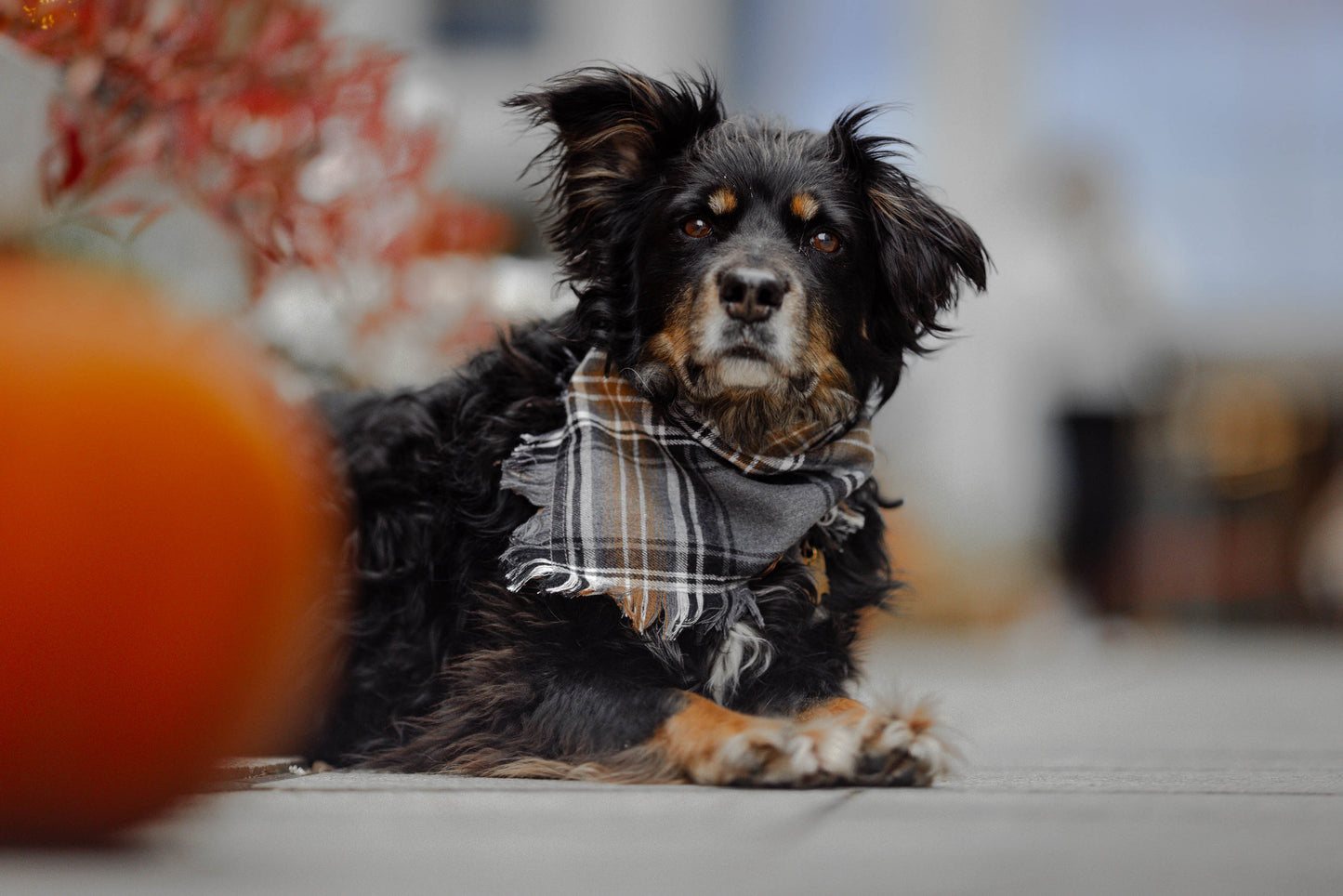 Bandana dla psa HUDSON