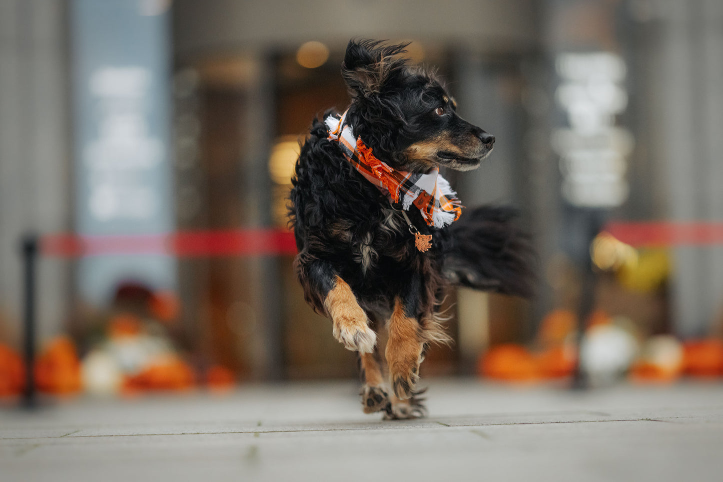 Bandana dla psa HUDSON