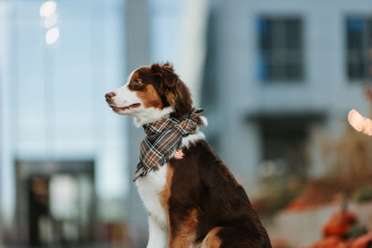 Adresówka dla psa FOREST SPIRIT