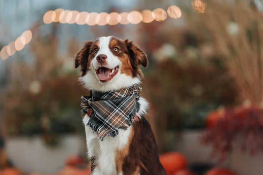 Bandana dla psa HUDSON