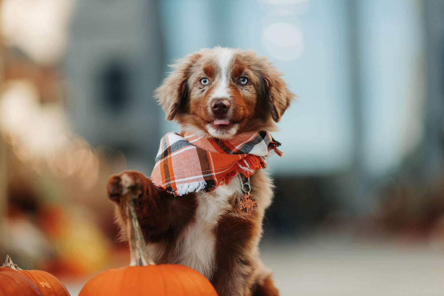 Adresówka dla psa Autumn Breeze