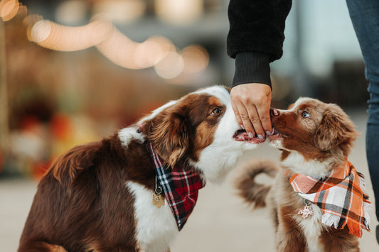 Adresówka dla psa WILDWOOD FOX