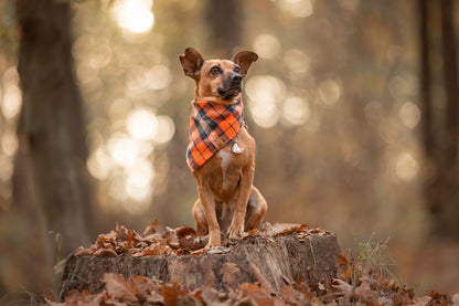 Bandana dla psa TIMBER