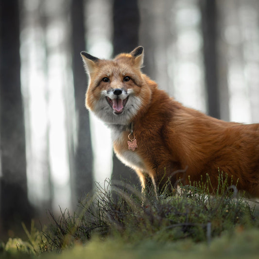 Adresówka dla psa WILD FOREST