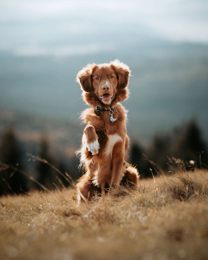 Adresówka dla psa WILD HORIZON