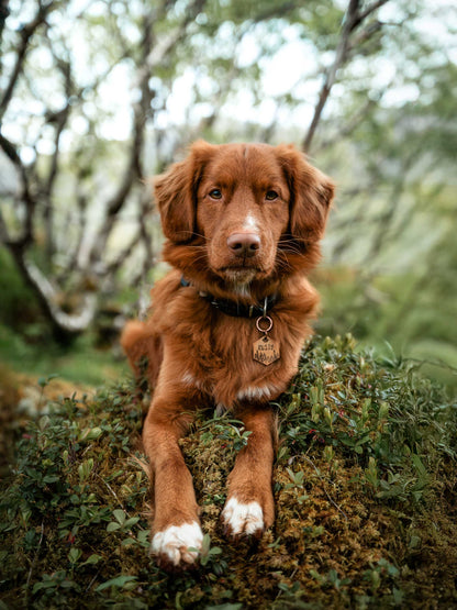 Adresówka dla psa SILENT PATH