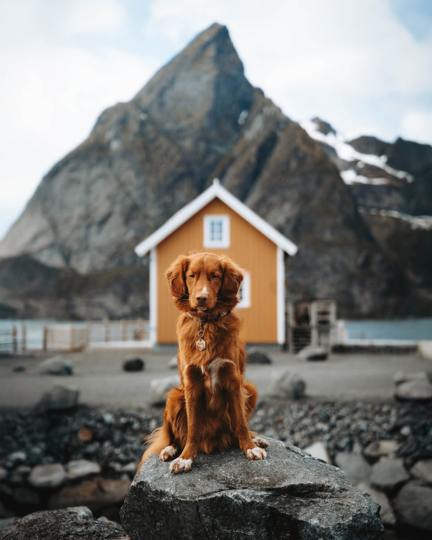 Adresówka dla psa SILENT PATH