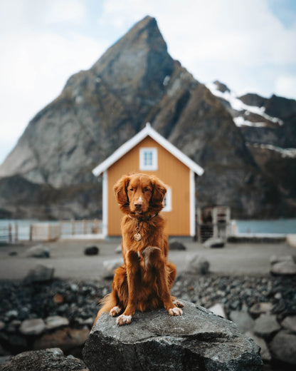 Adresówka dla psa SILENT PATH