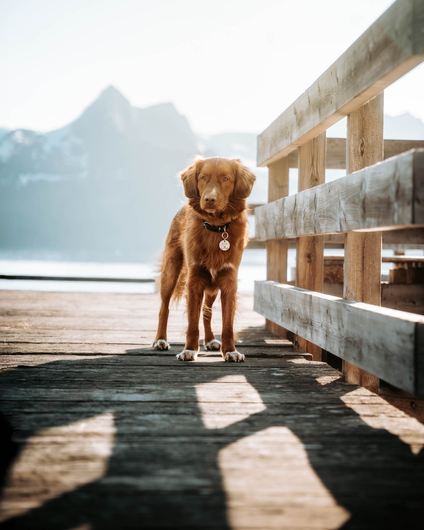 Adresówka dla psa MOUNTAIN CALL