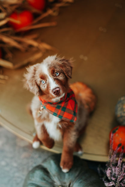 Bandana dla psa TIMBER