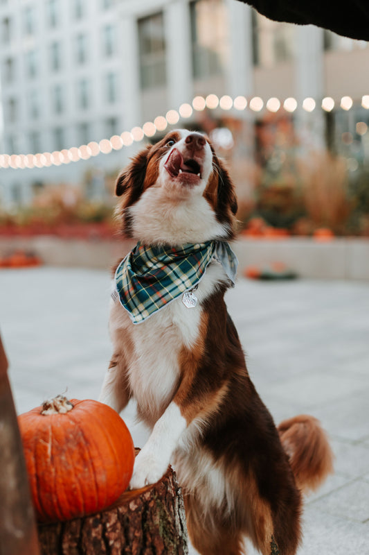 Adresówka dla psa NIGHT BLOOM