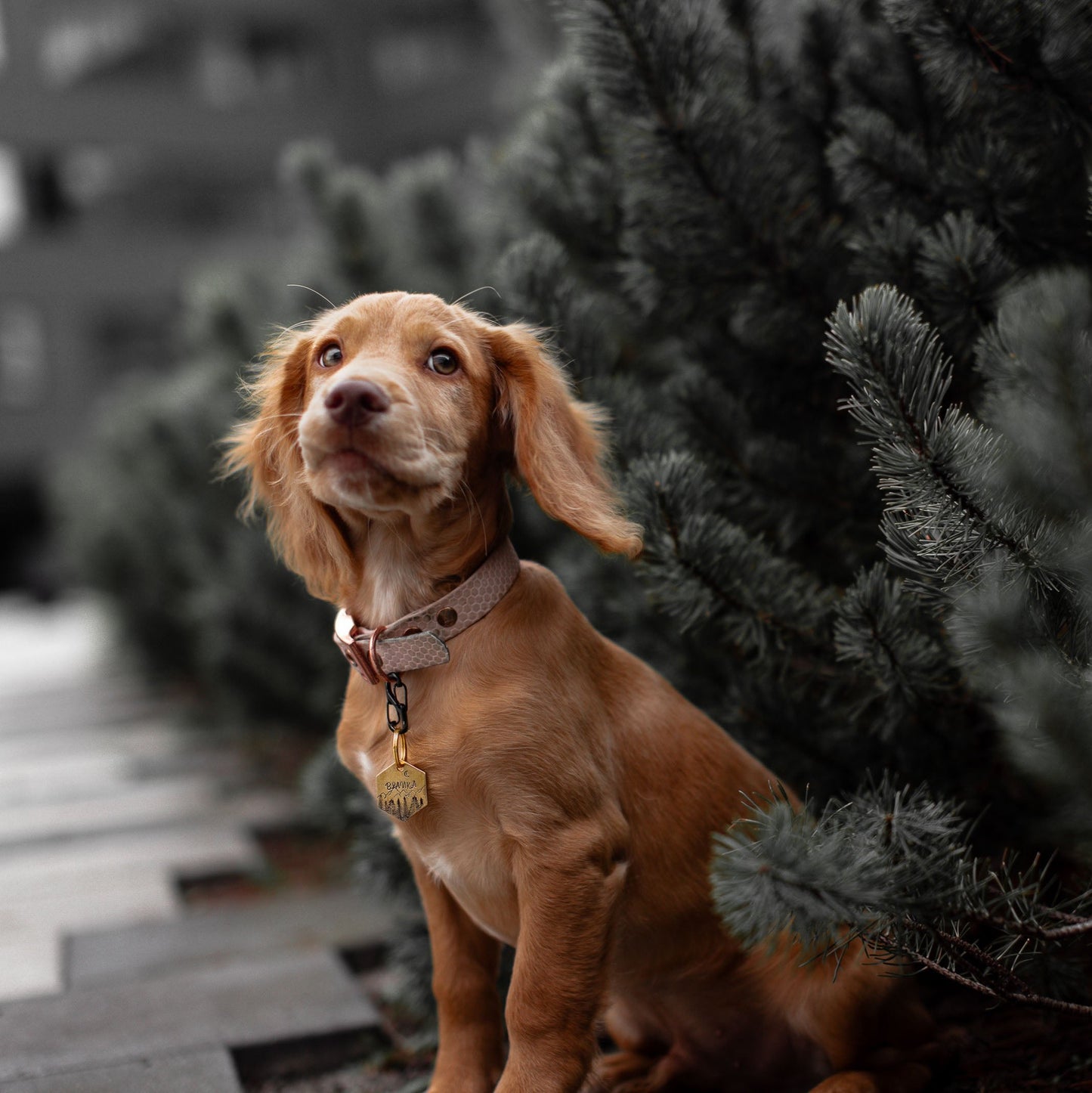 Spaniel w mieście noszący mosiężną adresówkę NEVADA z motywem górskim