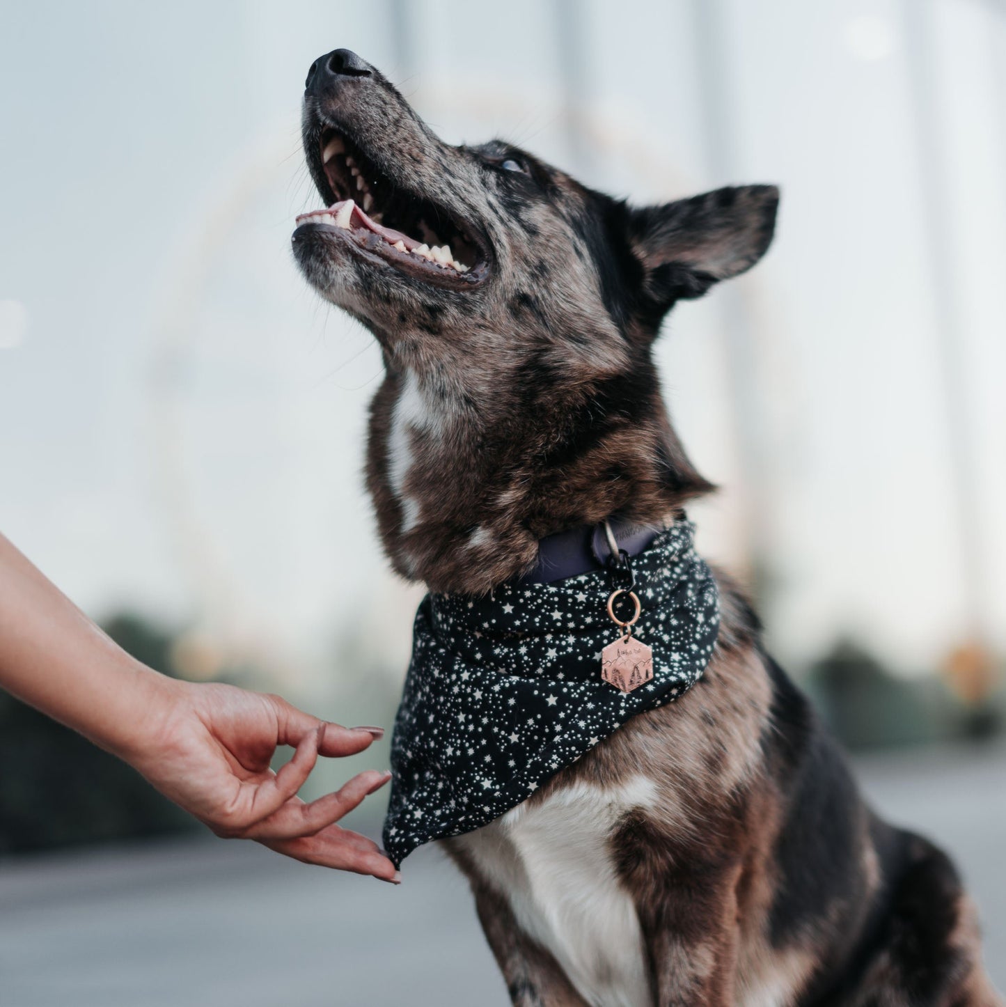 Corgi noszący adresówkę NEVADA oraz bandankę w mieście