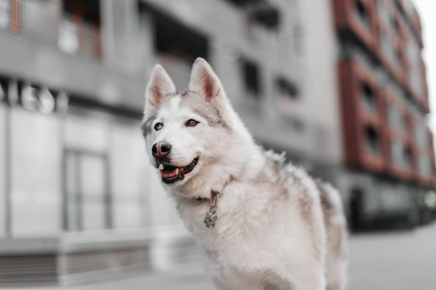 adresówka dla psa Wild Forest z zawieszką w kształcie księżyca na psie husky