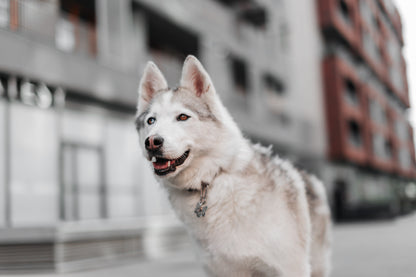 adresówka dla psa Wild Forest z zawieszką w kształcie księżyca na psie husky