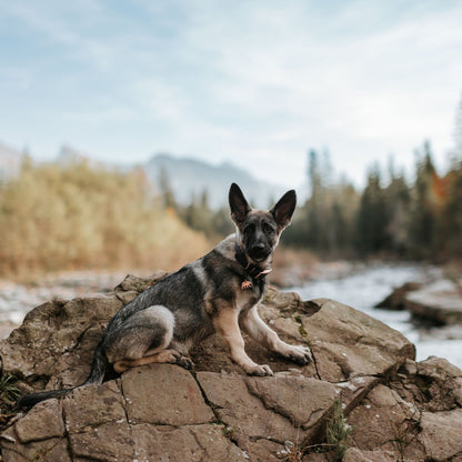 pies z adresówką Wanderlust inspirowaną naturą i leśnymi spacerami